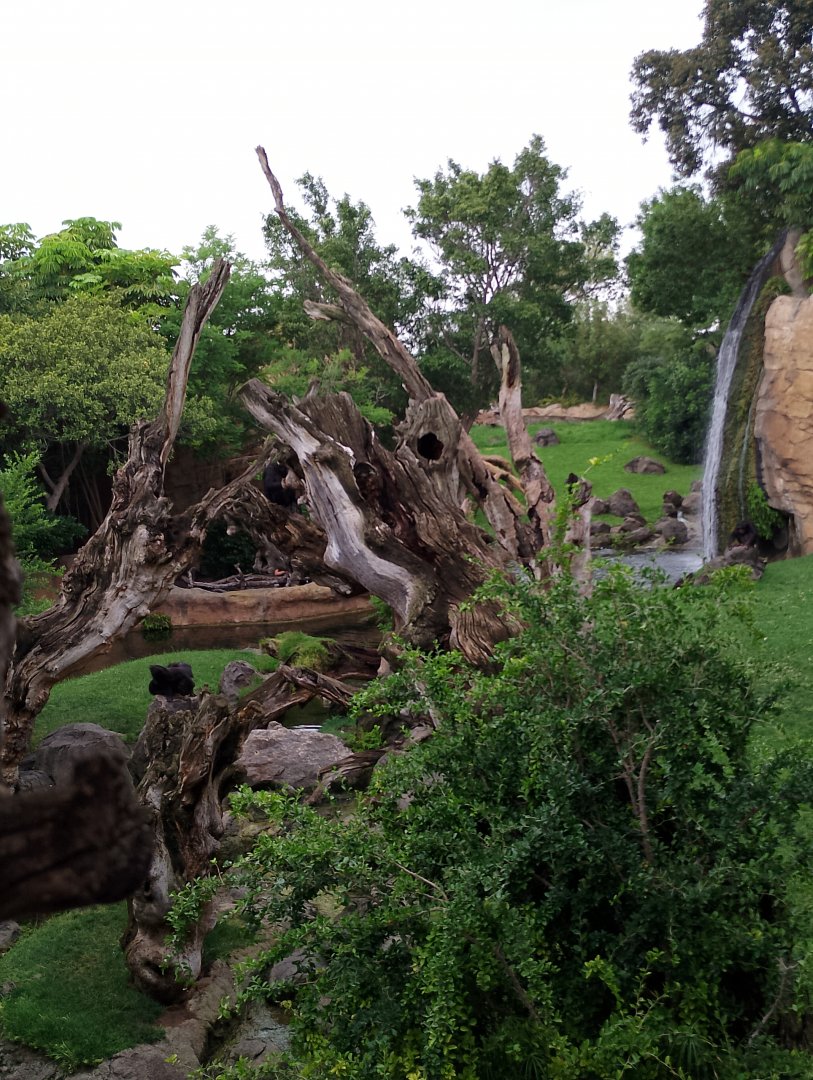 Chimpanzee and gorilla panorama