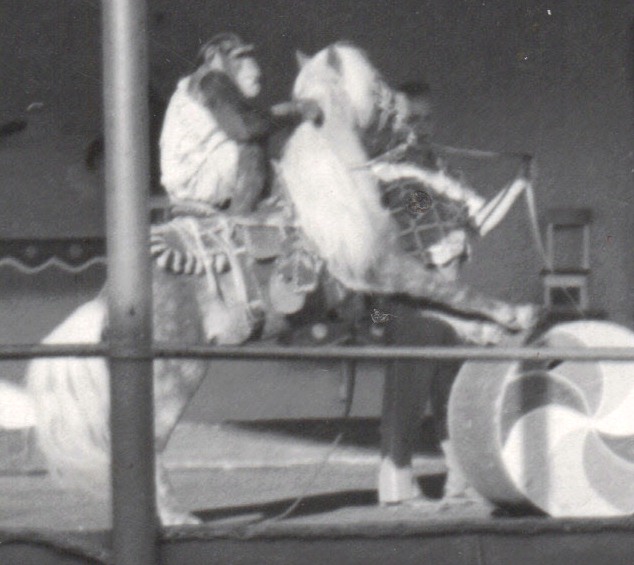 Chimpanzee and pony circa 1950s
