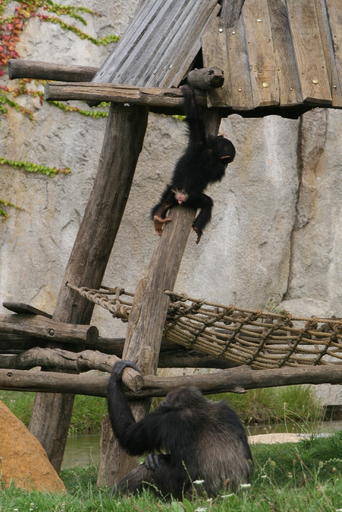 Chimpanzee and Young