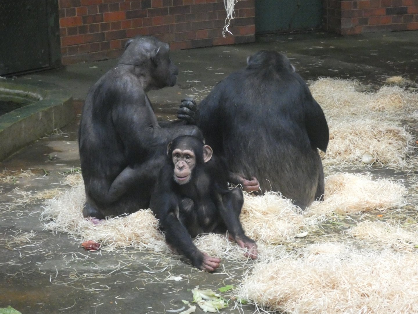 Chimpanzee 'Annie'