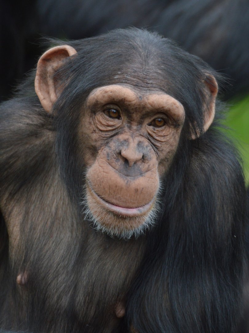 Chimpanzee Annie