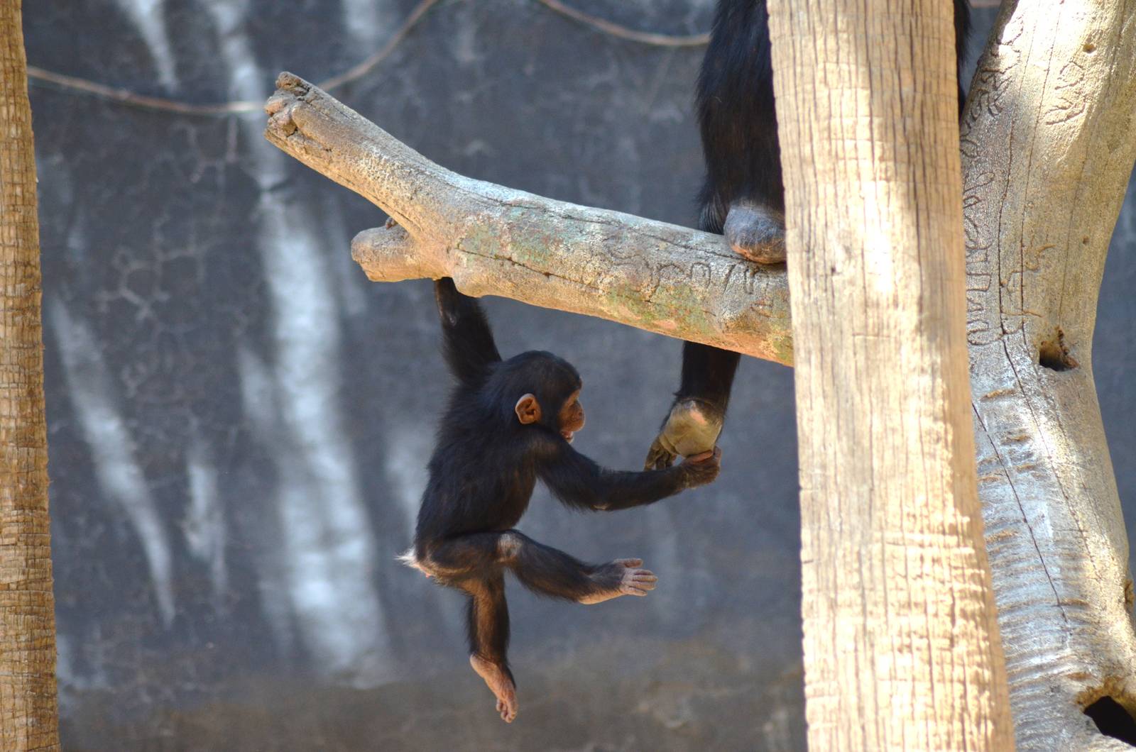 Chimpanzee Antics