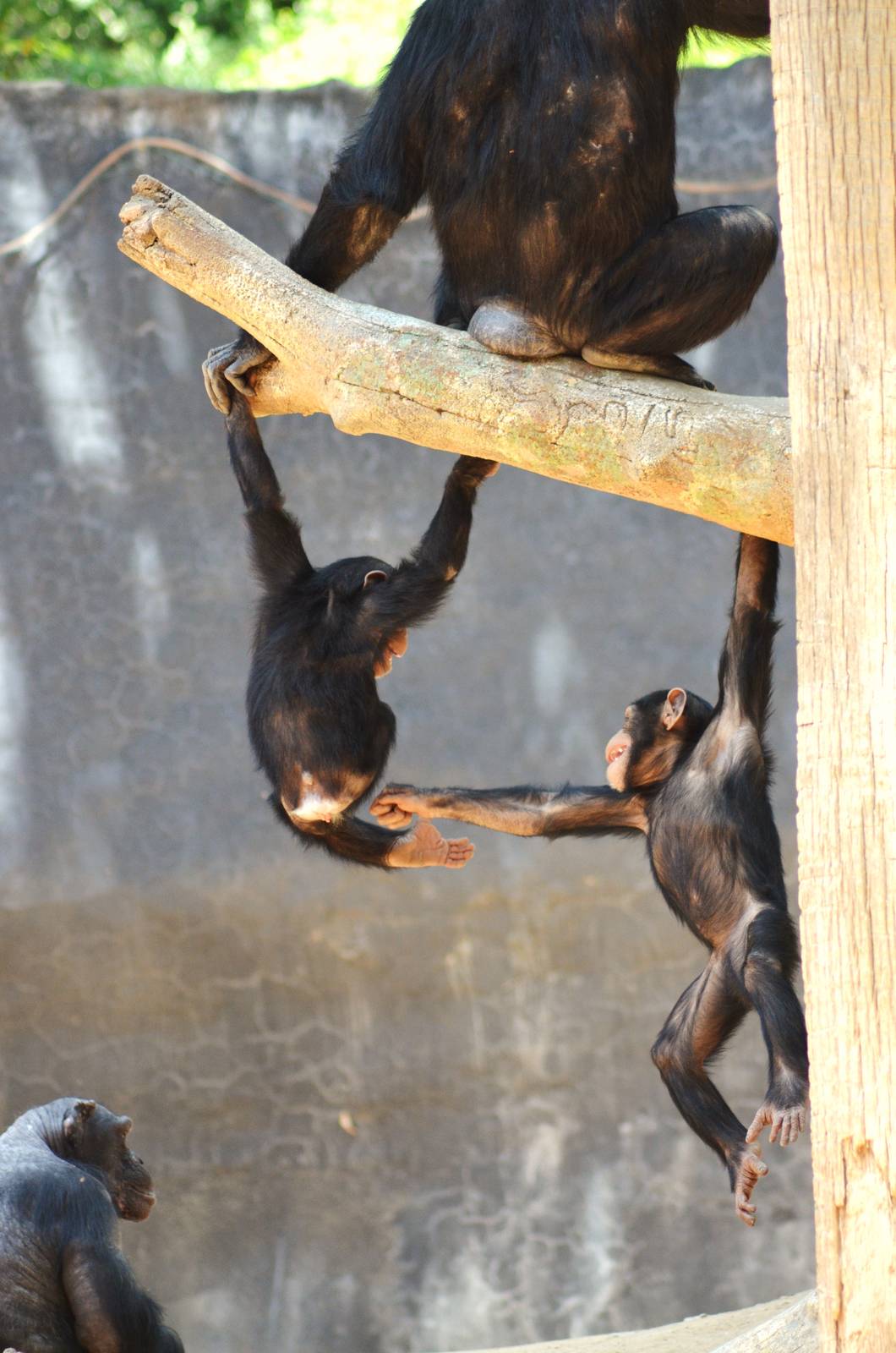 Chimpanzee Antics