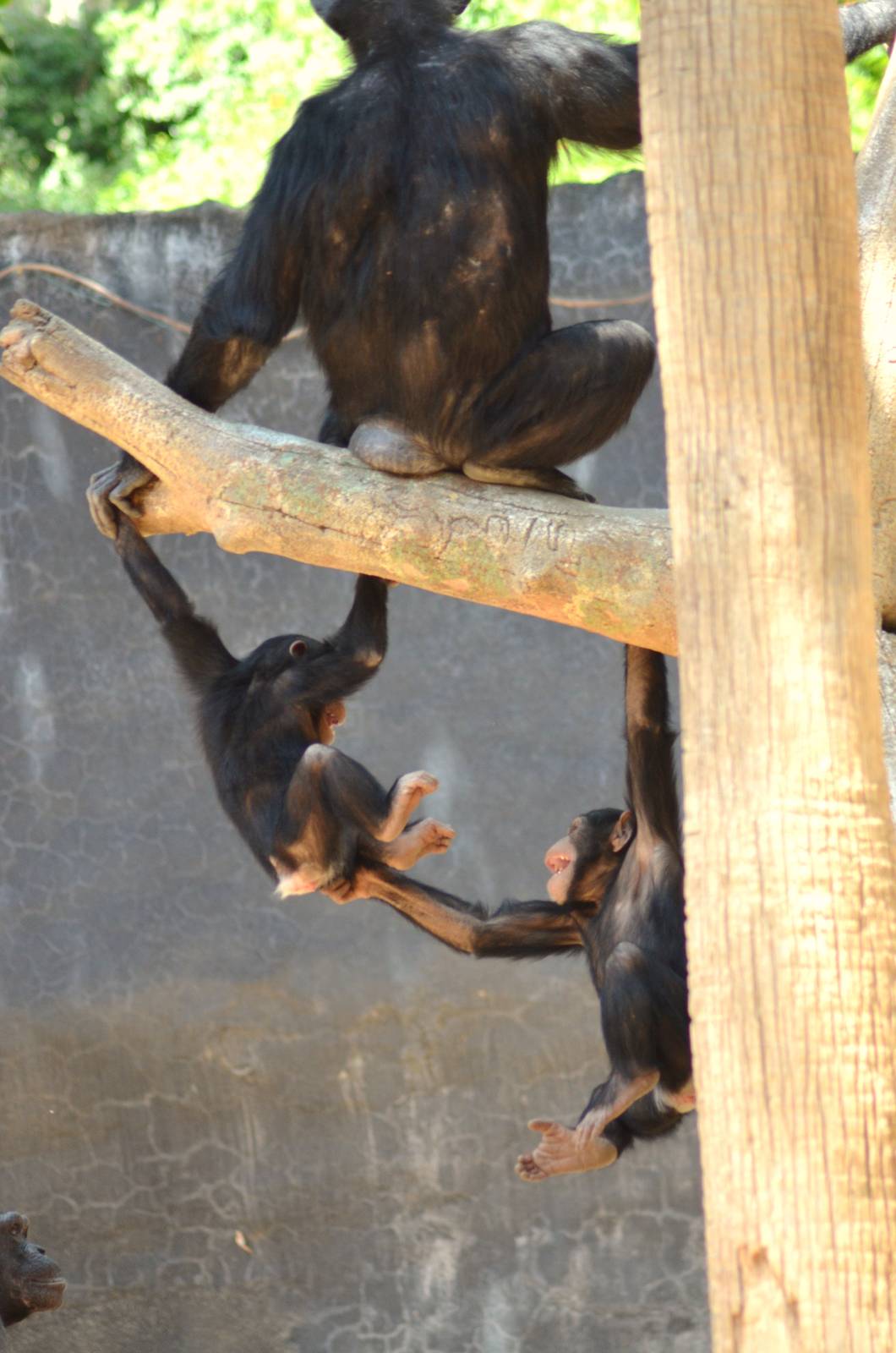 Chimpanzee Antics