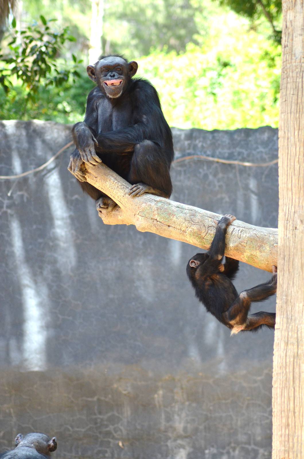 Chimpanzee Antics