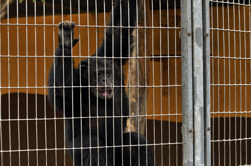 Chimpanzee at Bad Pyrmont