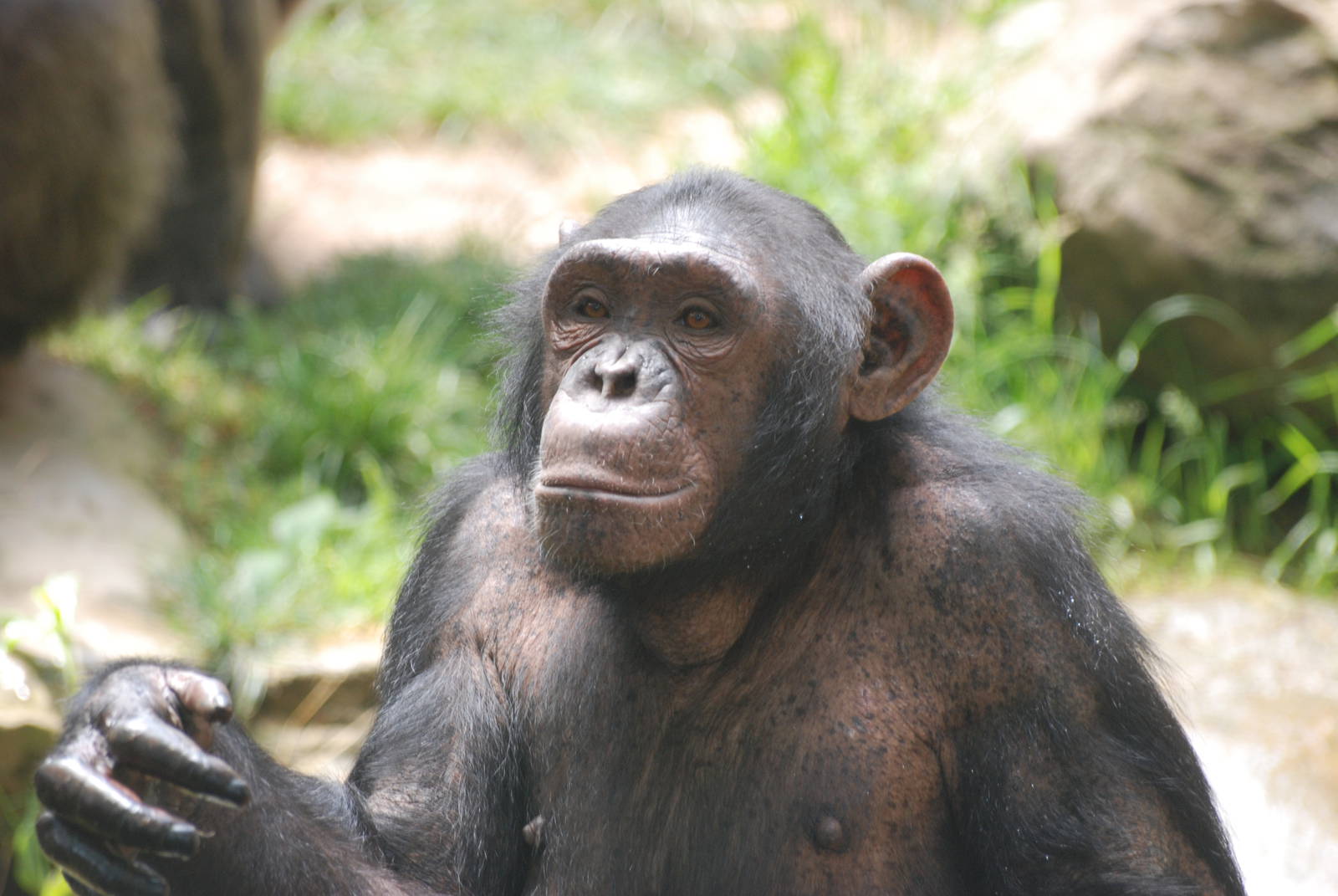 Chimpanzee at Barcelona, 30/05/11