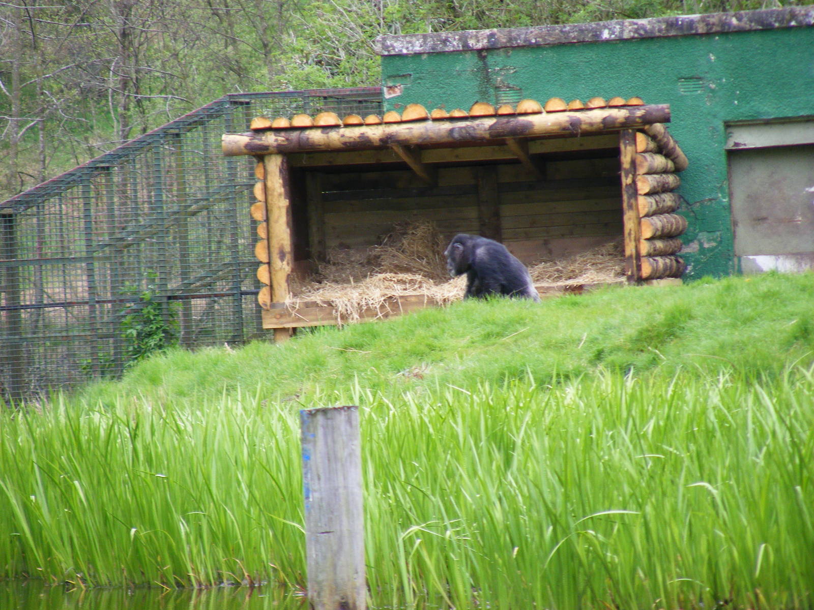 Chimpanzee at Blair Drummond Safari Park, 19 May 2010