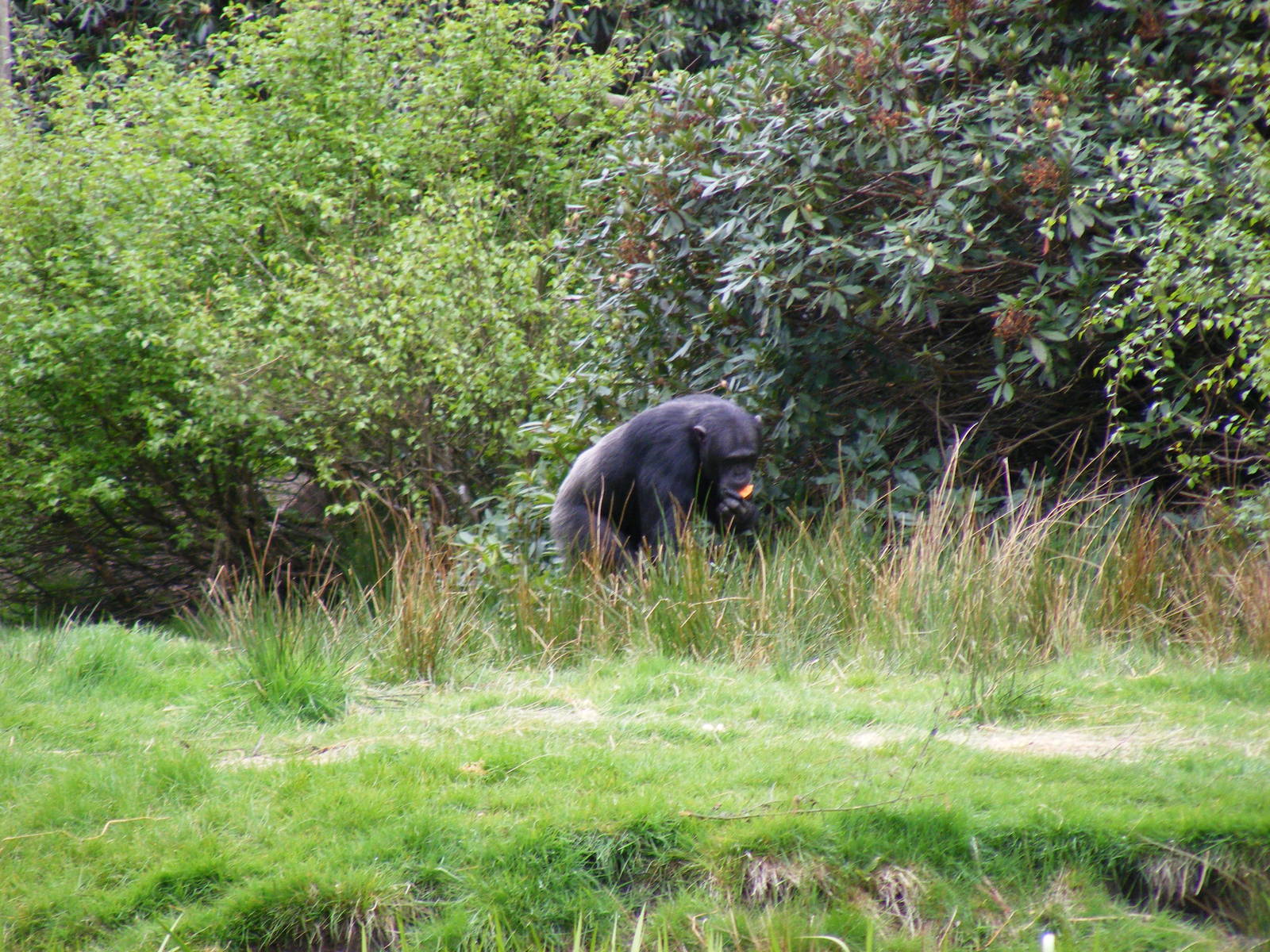 Chimpanzee at Blair Drummond Safari Park, 19 May 2010