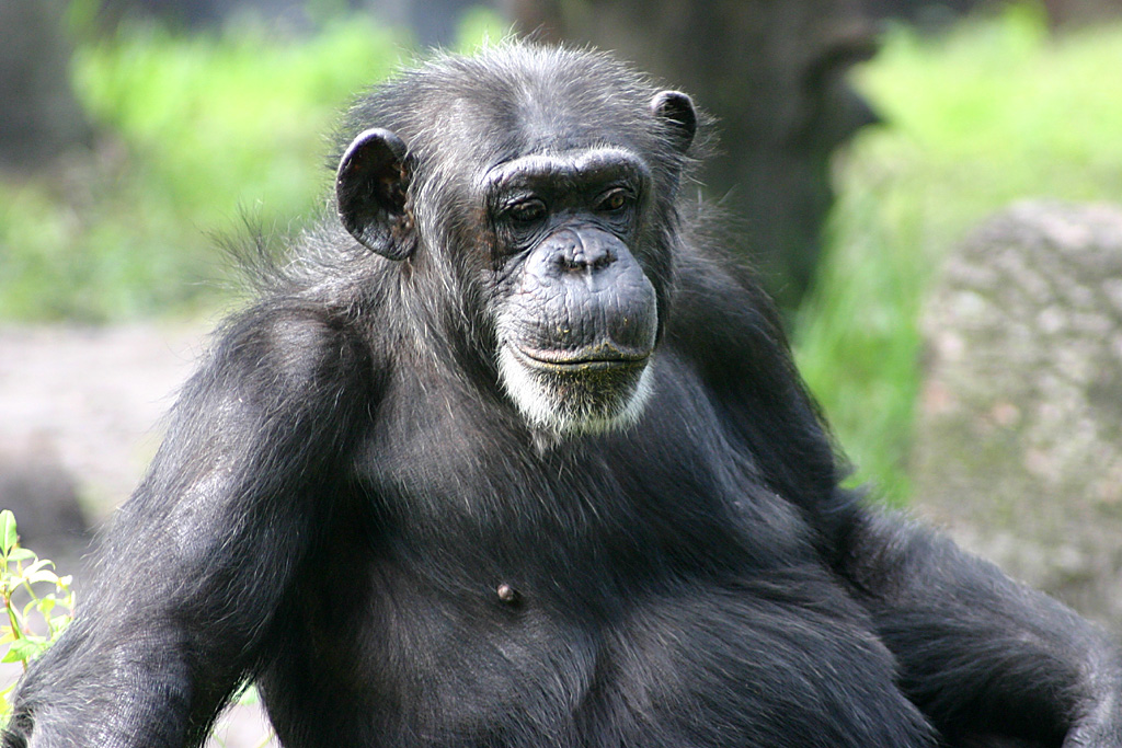 Chimpanzee at Busch Gardens Tampa Bay 28/10/05