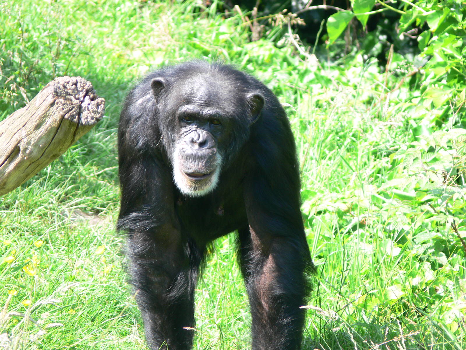 Chimpanzee at Chester Zoo, 06/07/13