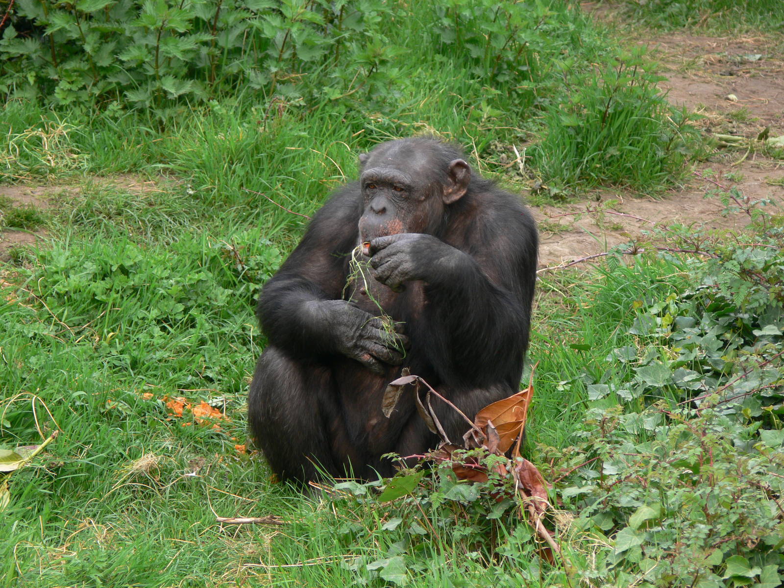 Chimpanzee at Chester Zoo, 14/04/14