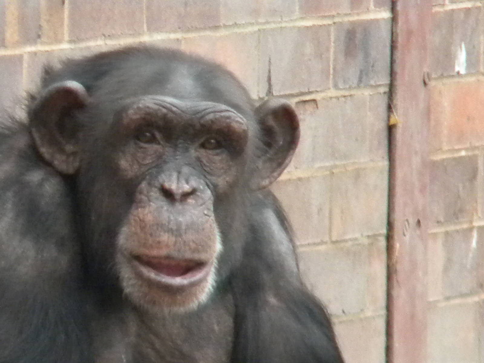 Chimpanzee at Chester Zoo 19th February 2011