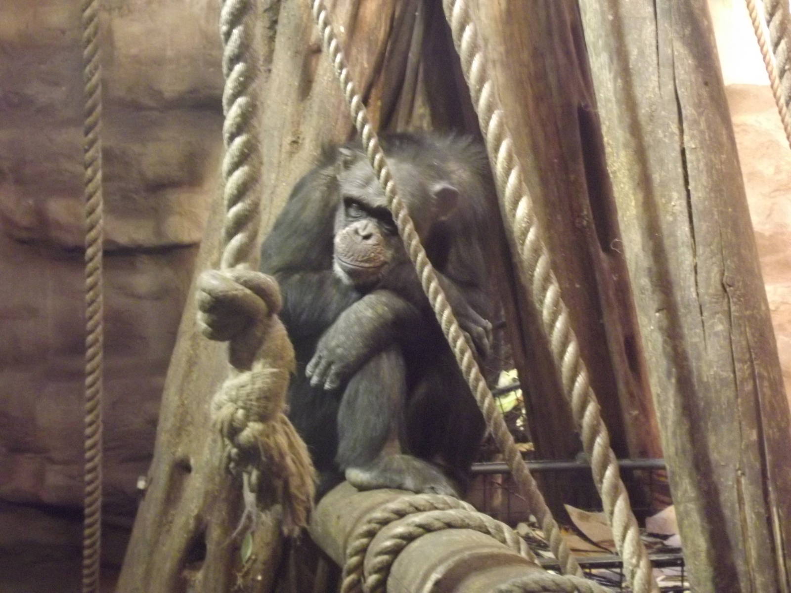 Chimpanzee at Edinburgh Zoo 28/12/11