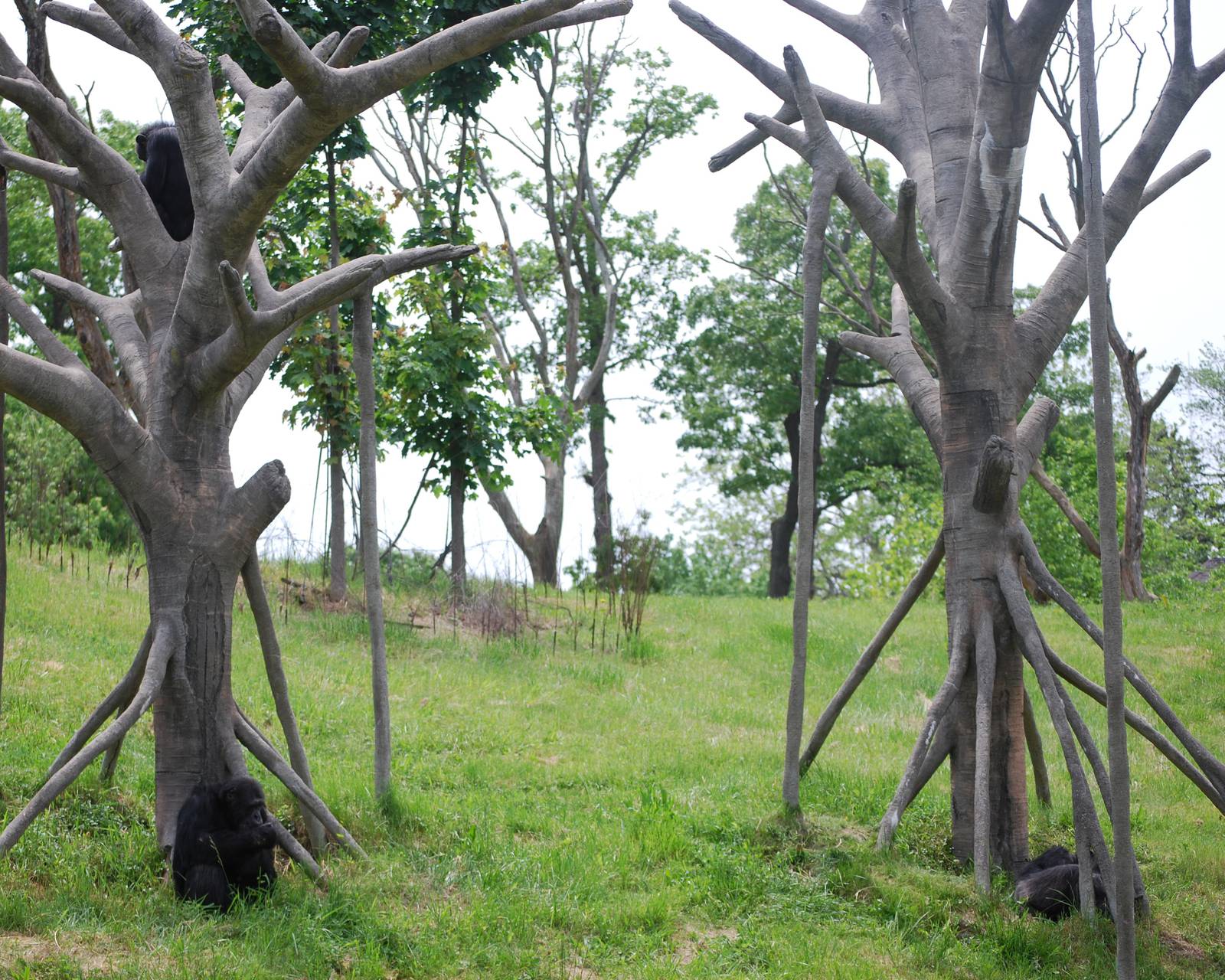 Chimpanzee at Harambe