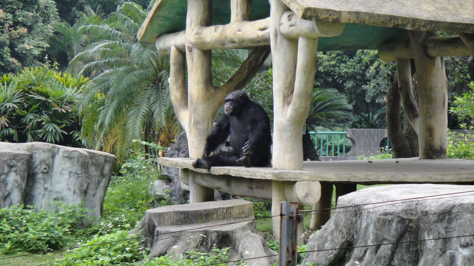 Chimpanzee at Nanning zoo 2013-4-27