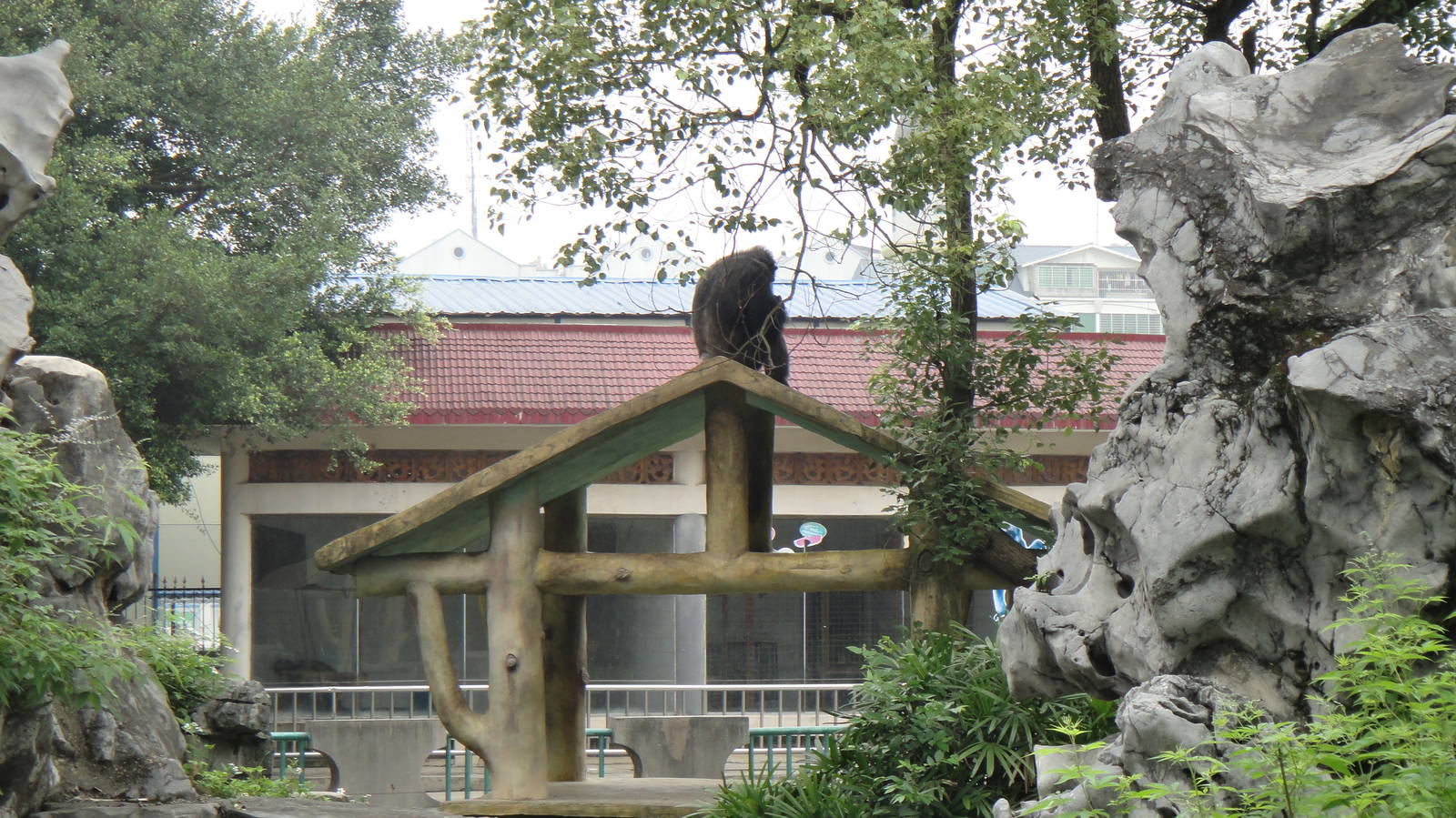 Chimpanzee at Nanning zoo 2013-4-27