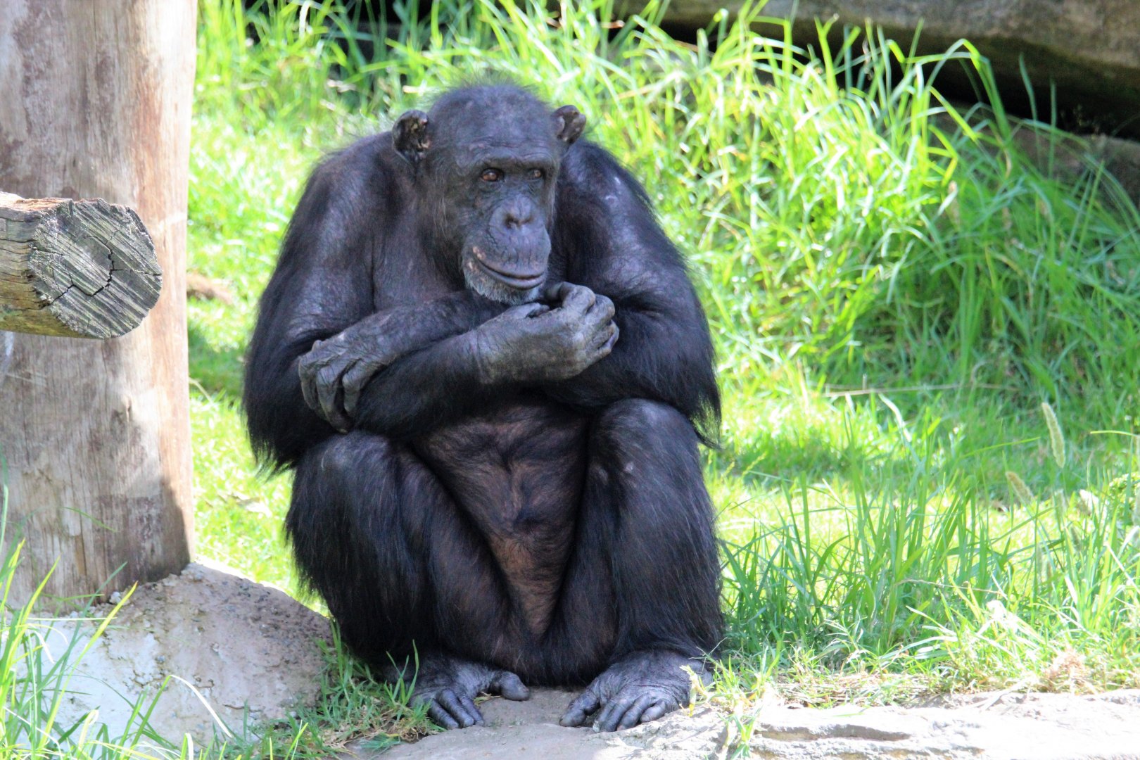 Chimpanzee at Taronga Zoo