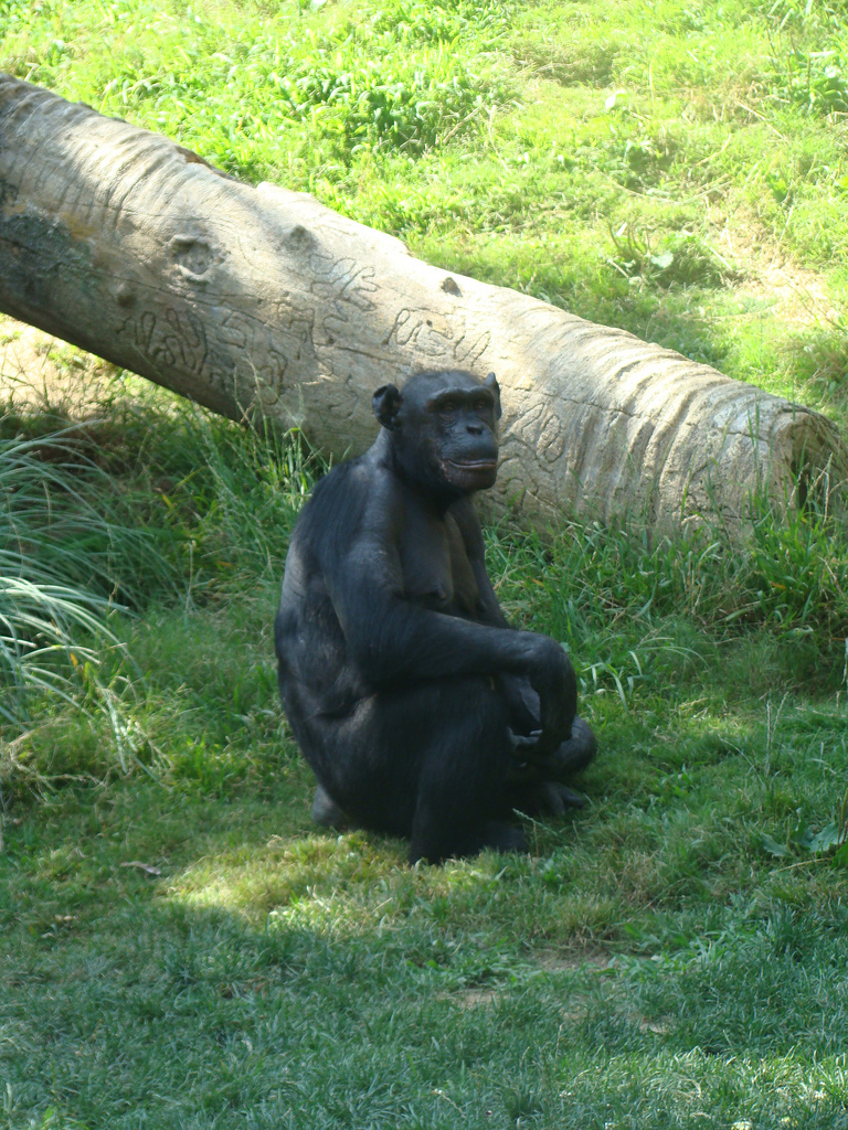 Chimpanzee at the Los Angeles Zoo