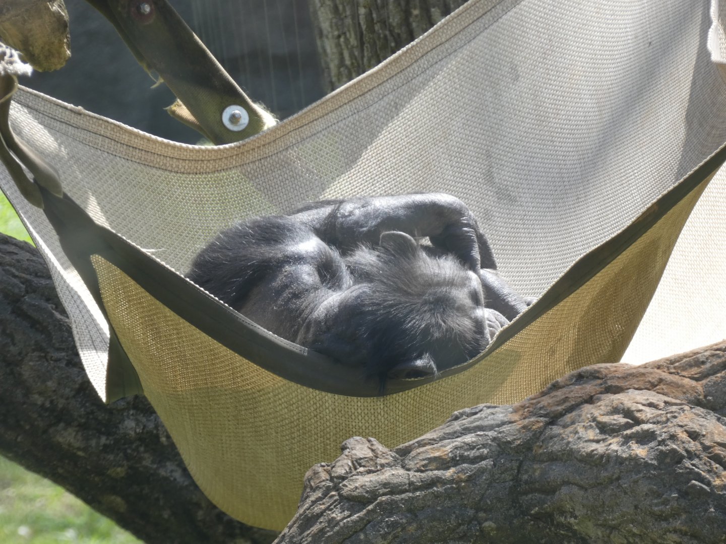 Chimpanzee at the North Carolina Zoo