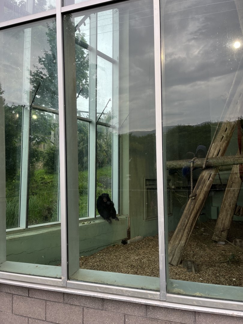 Chimpanzee at the window 18.7.24