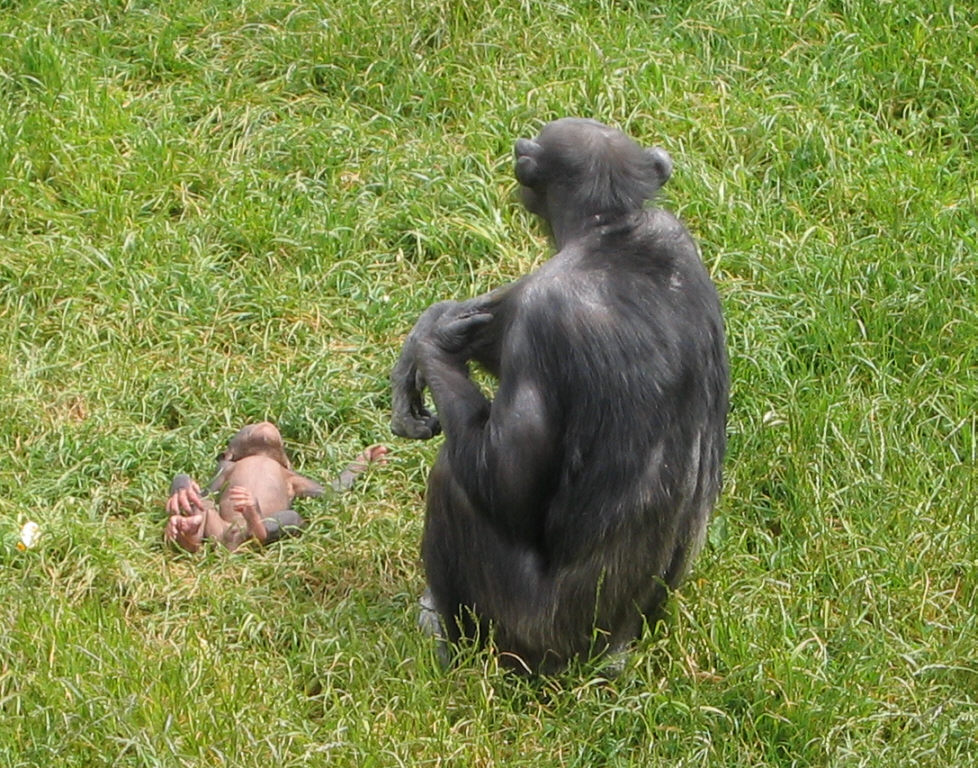 Chimpanzee at Wellington Zoo