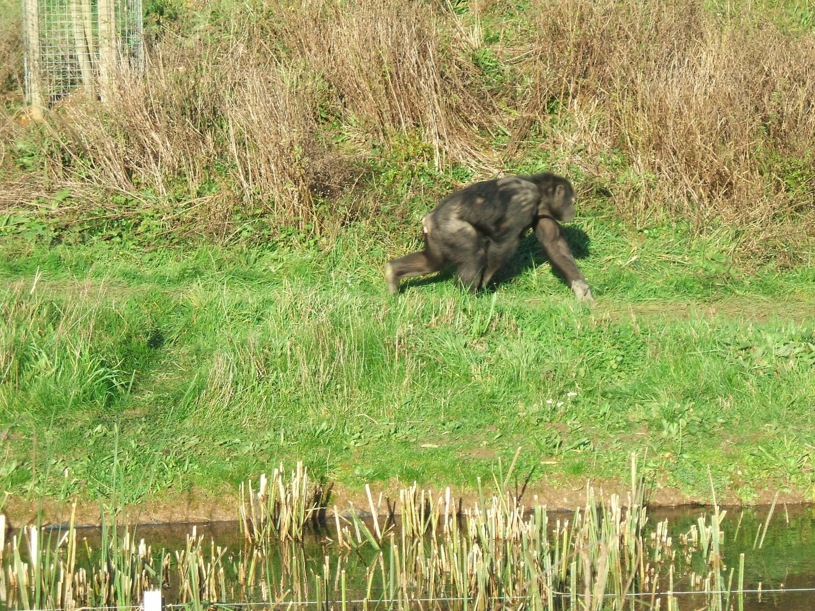 Chimpanzee at Whipsnade