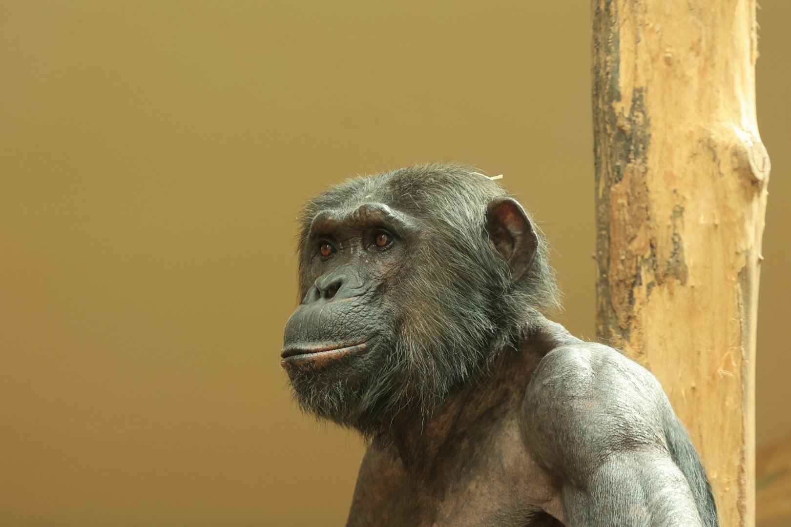 Chimpanzee (August 2021)
