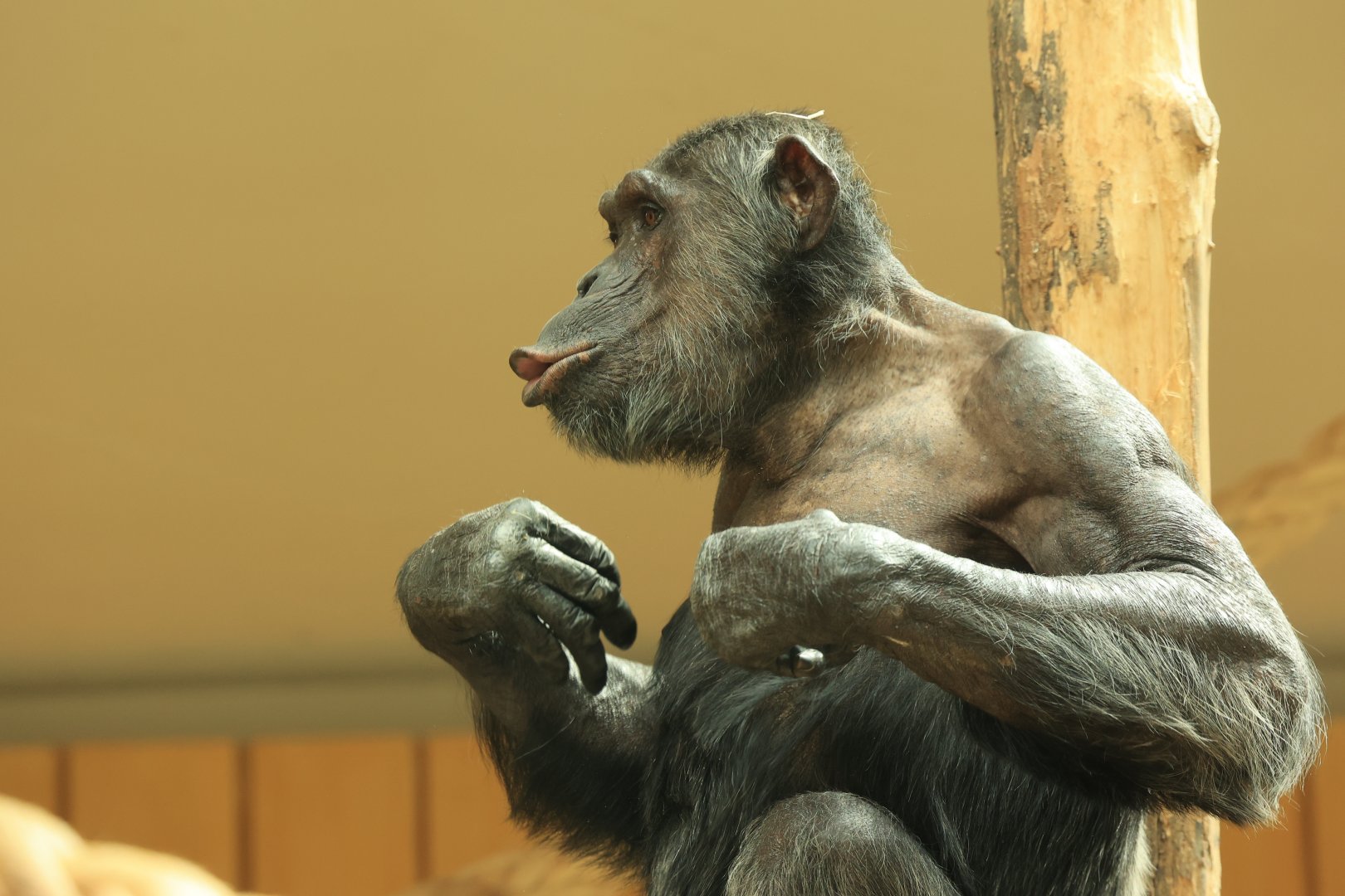 Chimpanzee (August 2021)