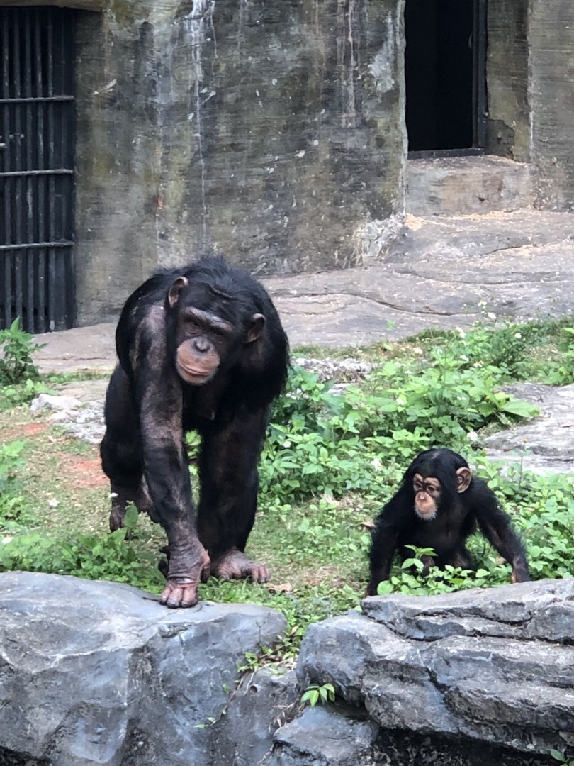 Chimpanzee & Baby