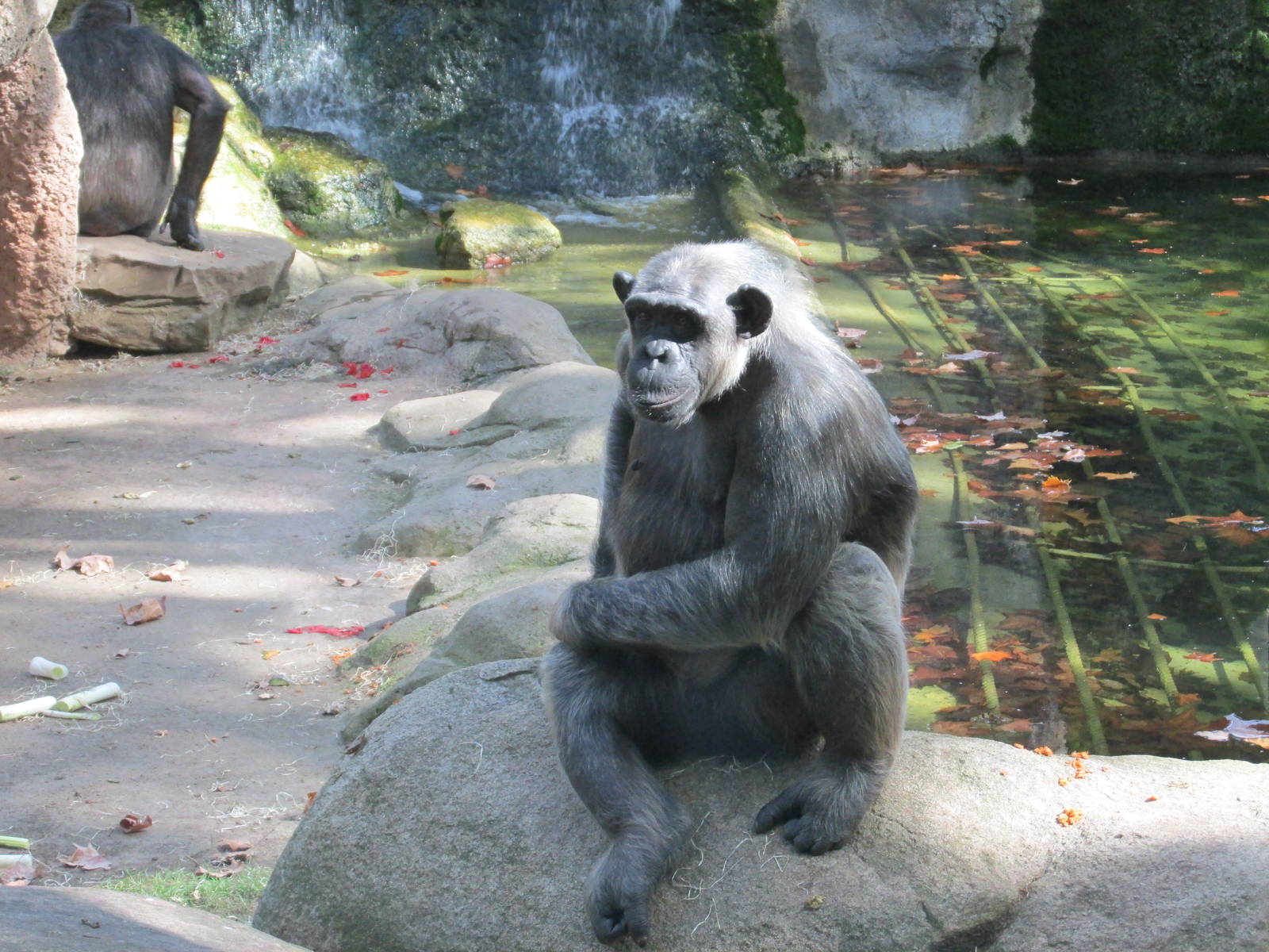 chimpanzee barcelona zoo