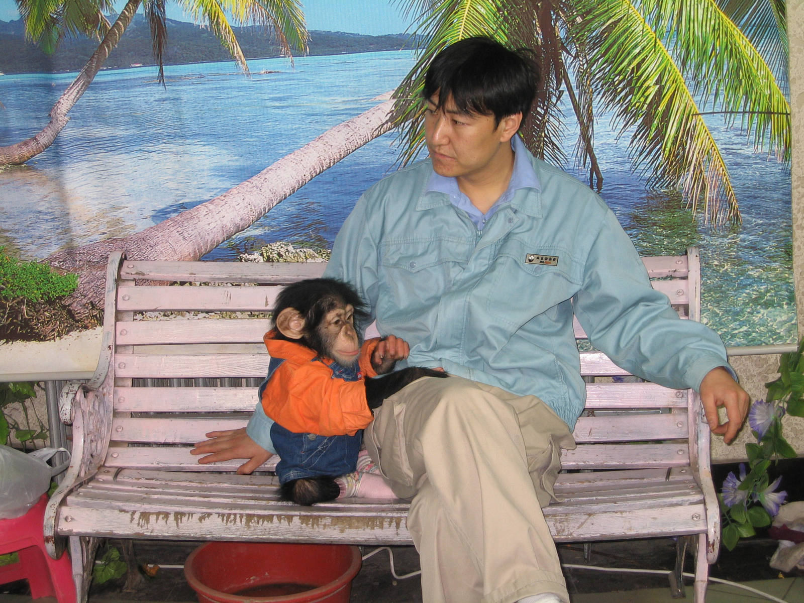 Chimpanzee - Beijing Zoo