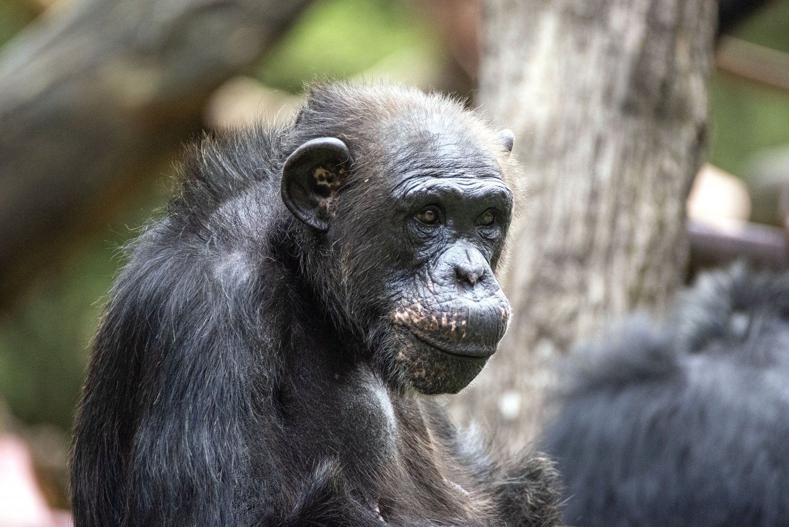 Chimpanzee 'Bianca'