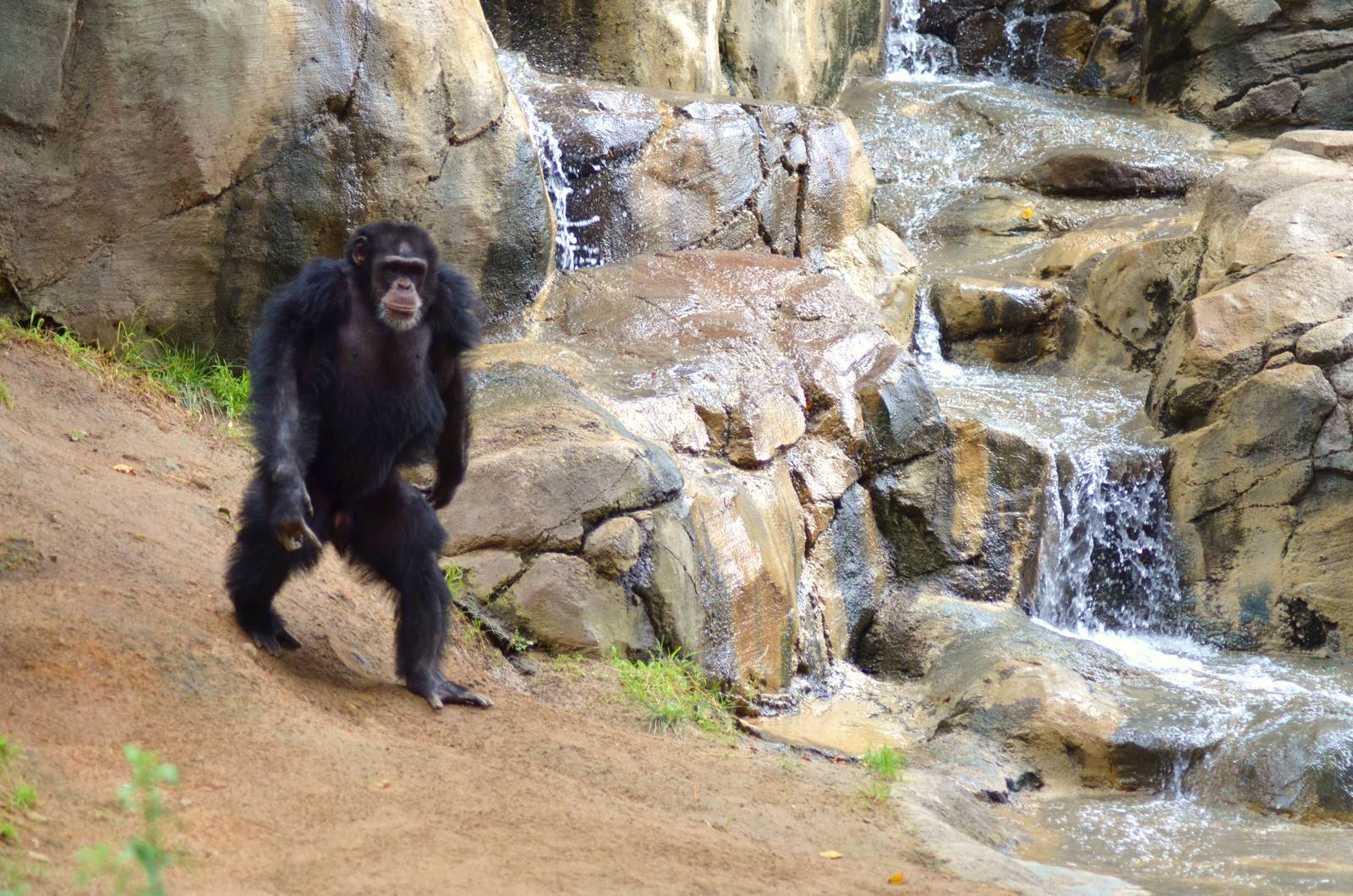 Chimpanzee - Bigfoot Style