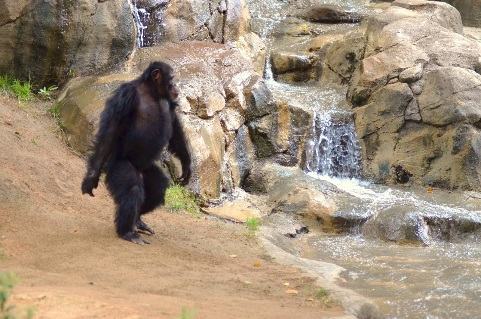 Chimpanzee - Bigfoot Style