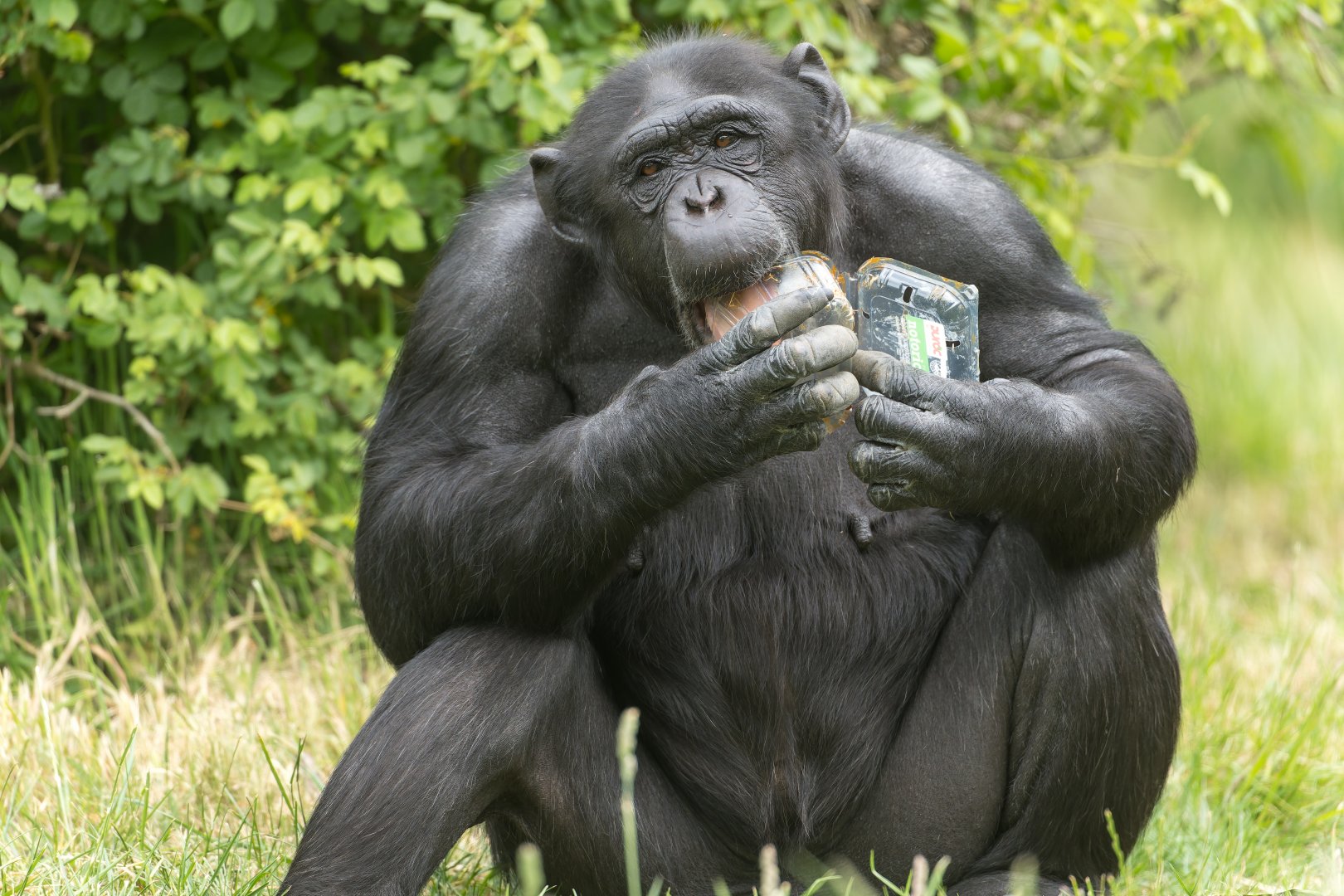 Chimpanzee (Bonnie), ZSL Whipsnade, UK