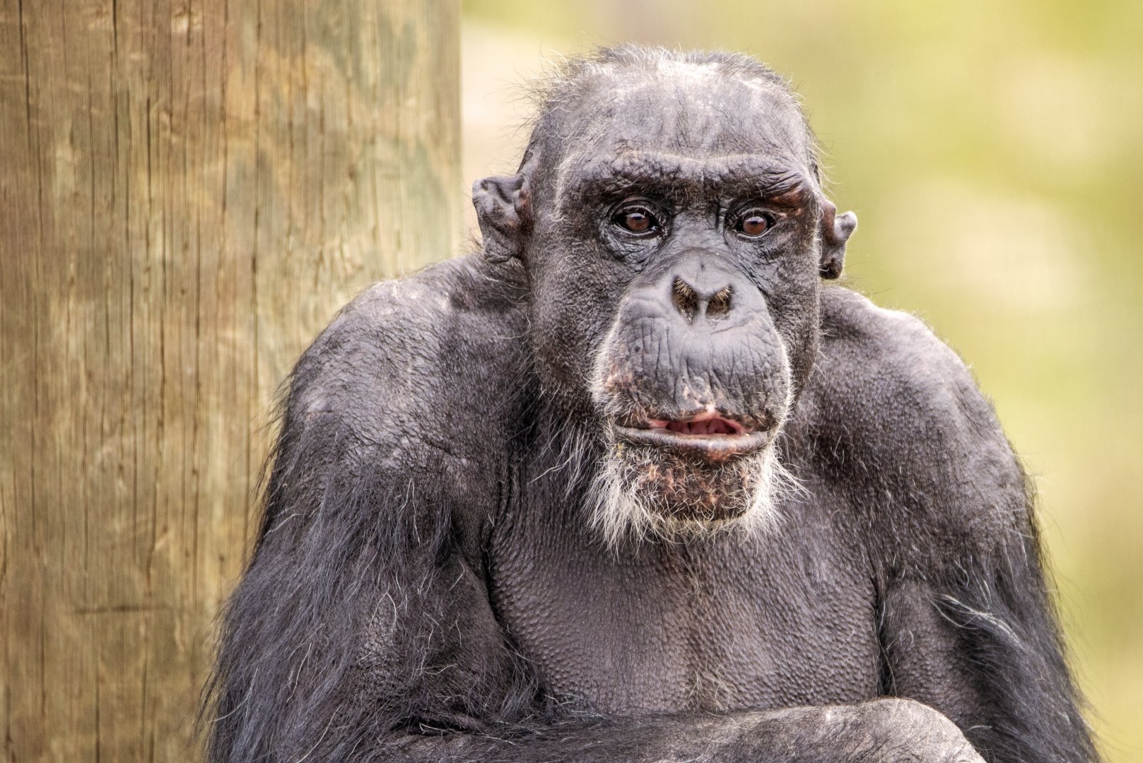 Chimpanzee 'Boyd'