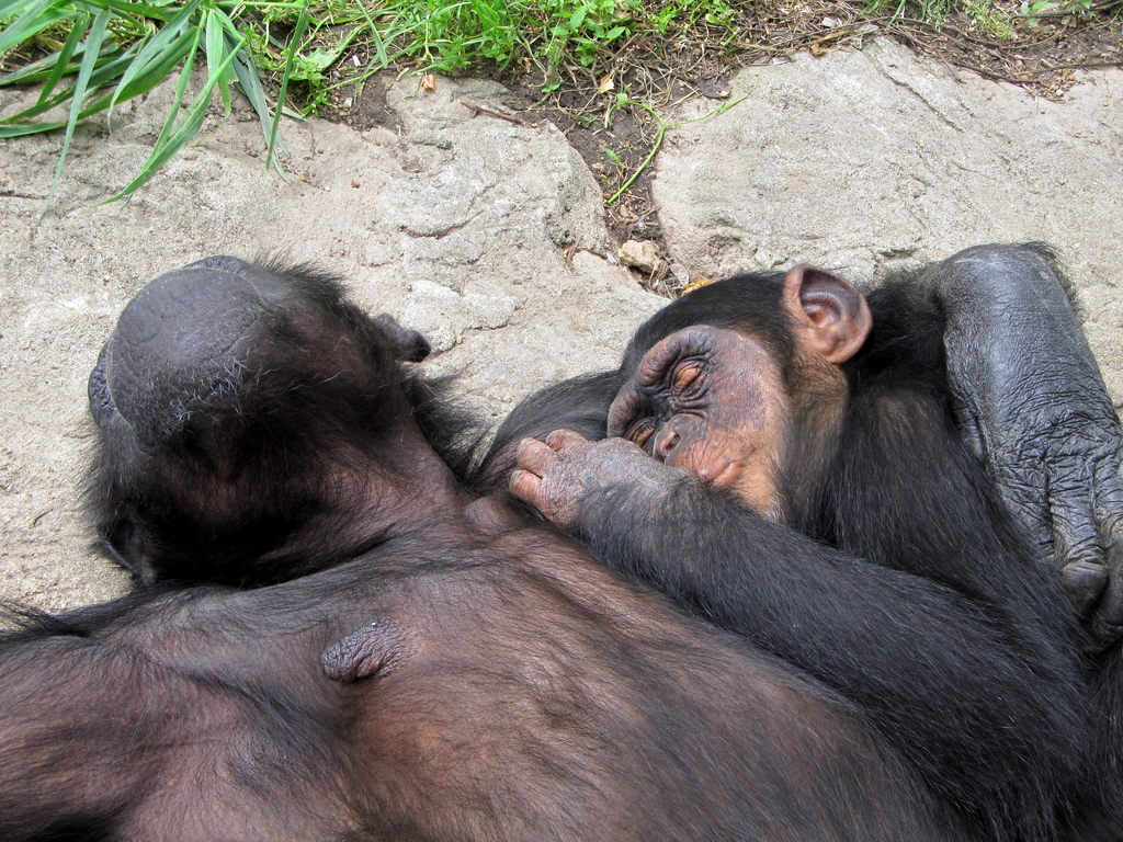 Chimpanzee Breastfeeding