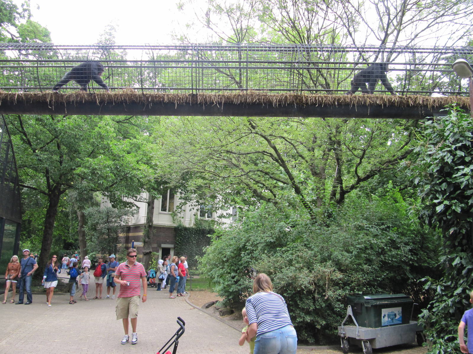 Chimpanzee Bridge 2010
