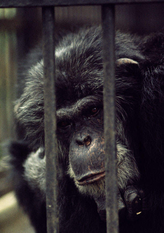 Chimpanzee Buttons 1972