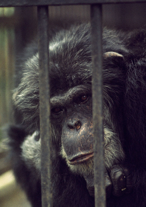 Chimpanzee Buttons 1972