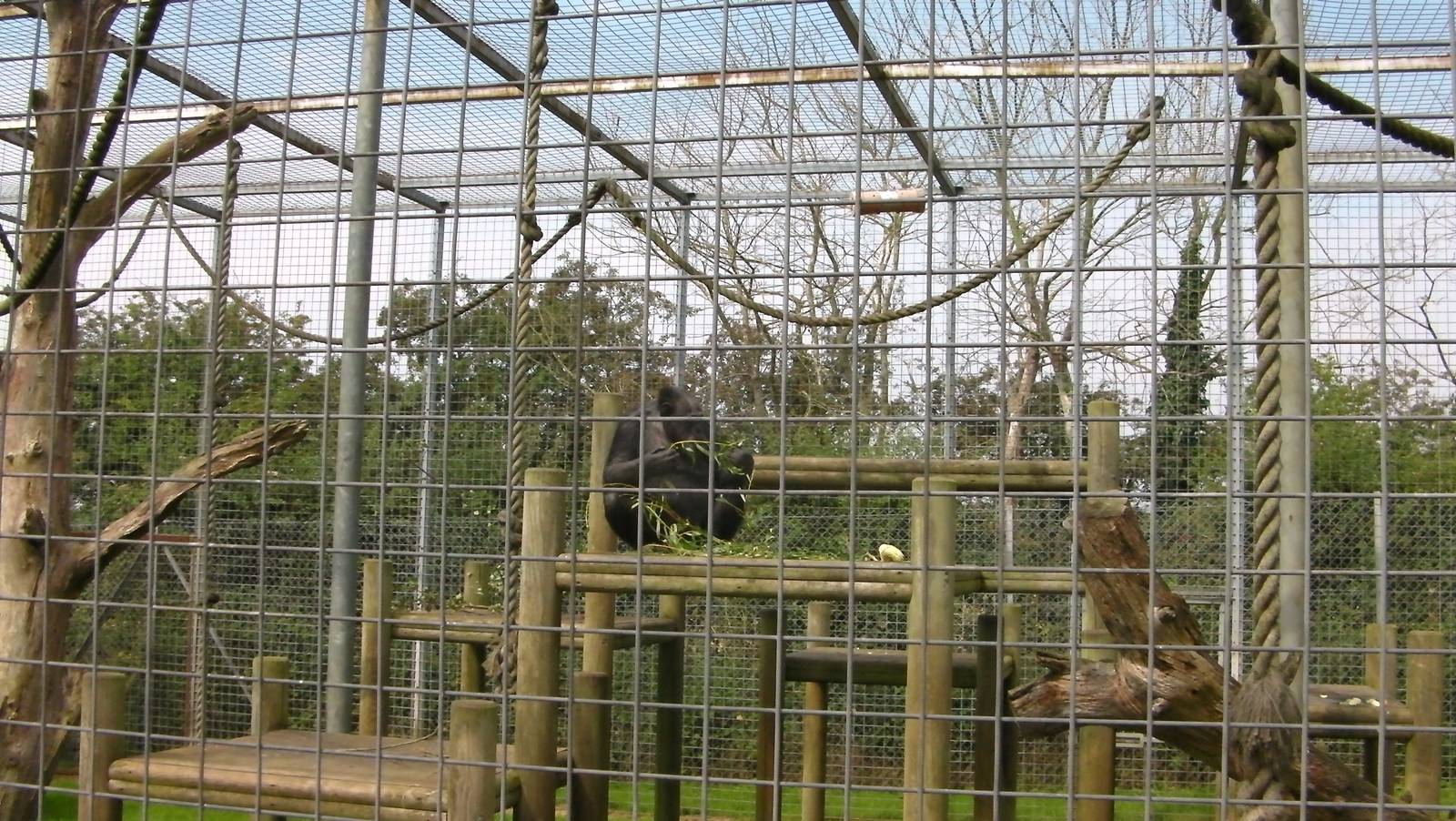 Chimpanzee Cage - 02.08.2011