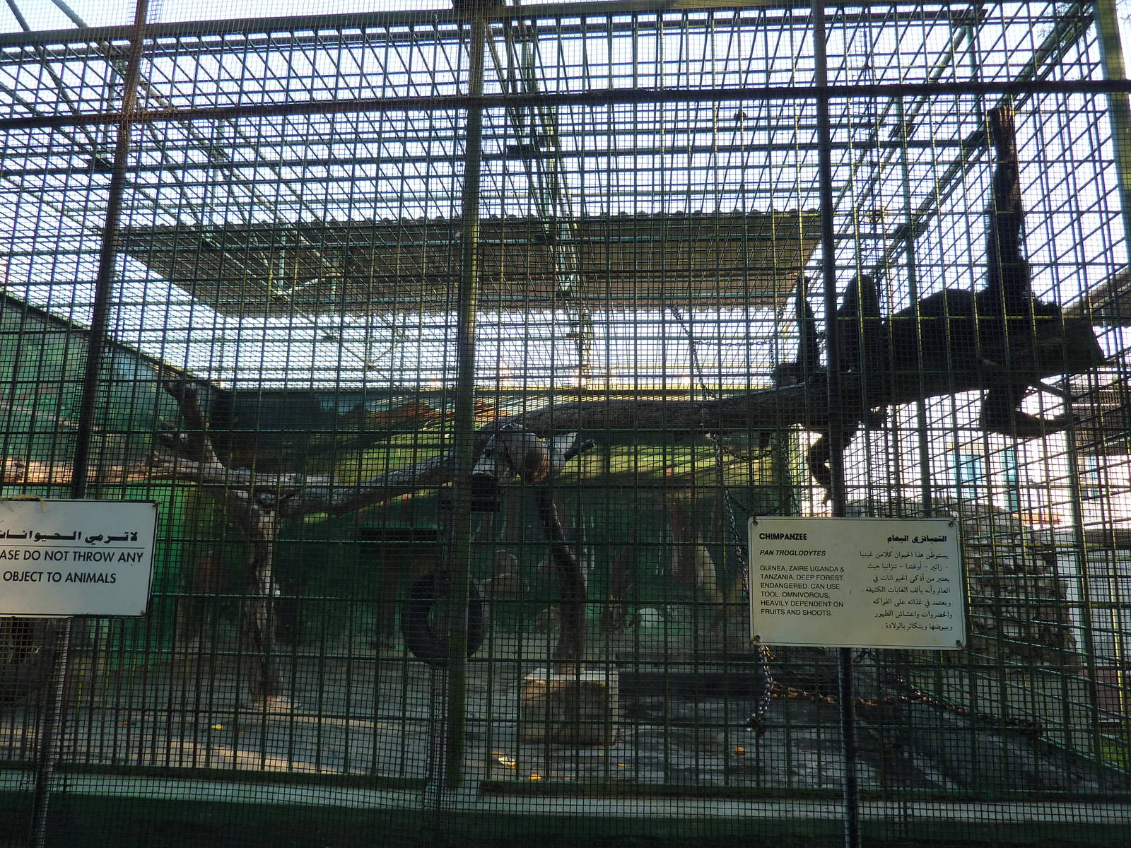 Chimpanzee cage