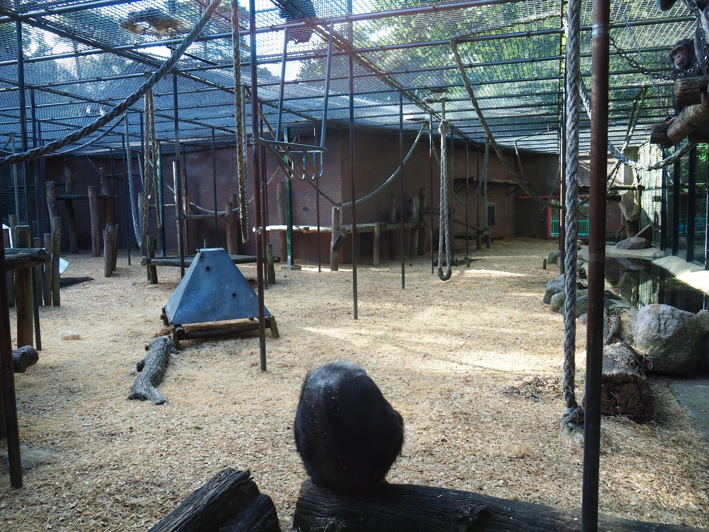 Chimpanzee cage
