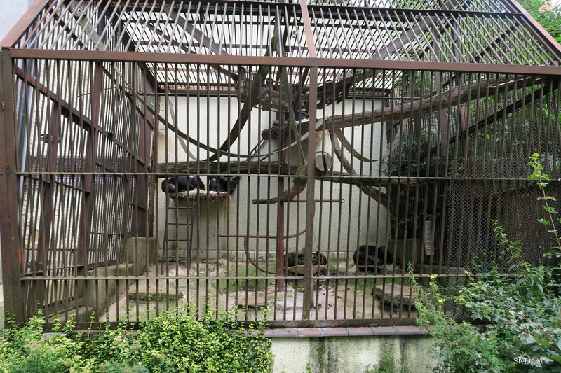 Chimpanzee Cage