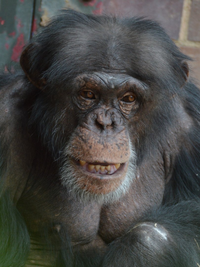 Chimpanzee Carlos