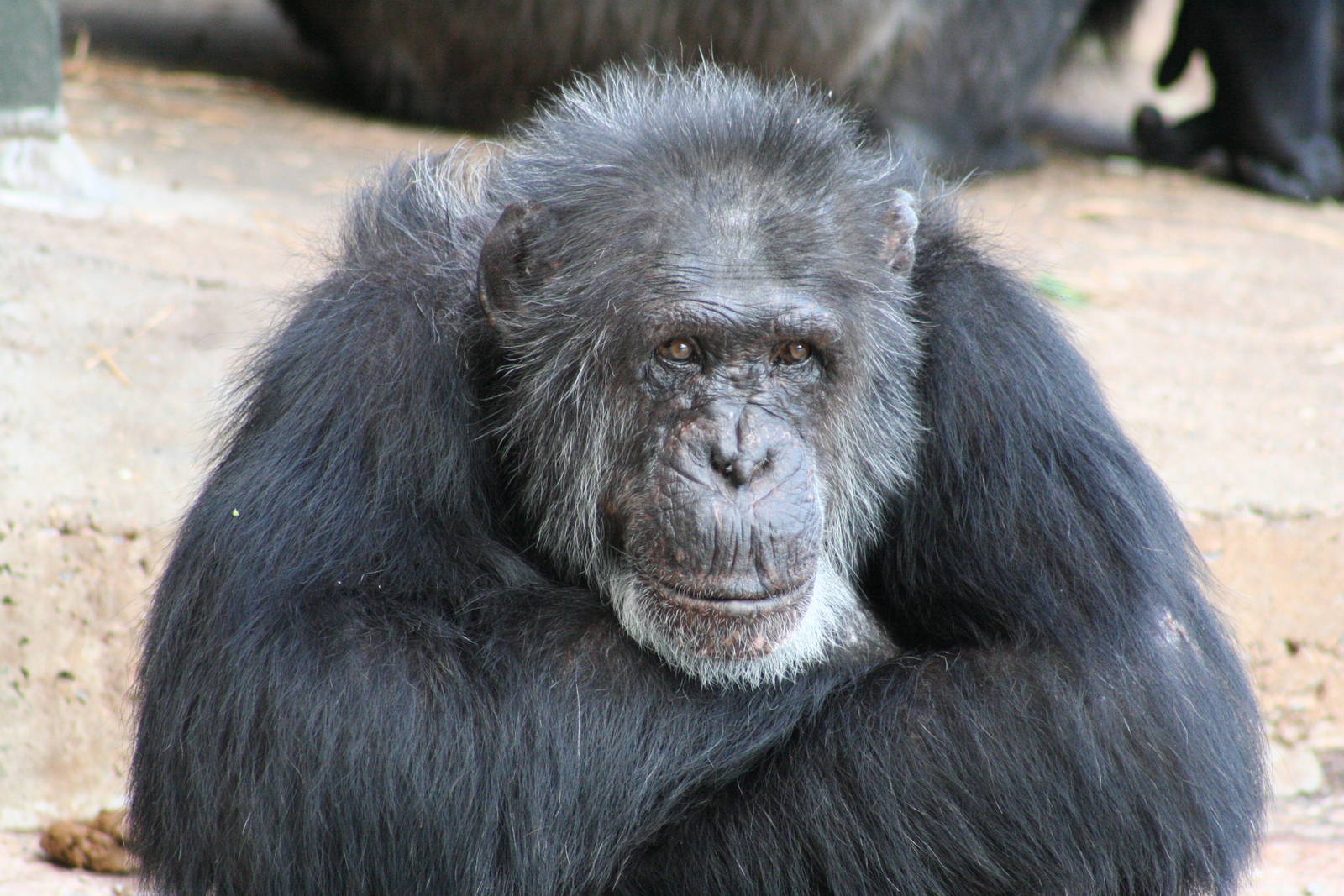 Chimpanzee @ Chester; 04.07.2015