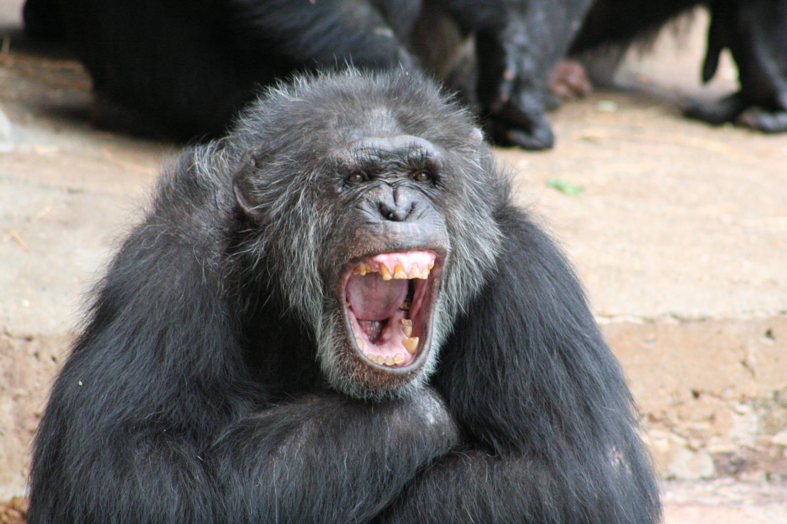 Chimpanzee @ Chester; 04.07.2015