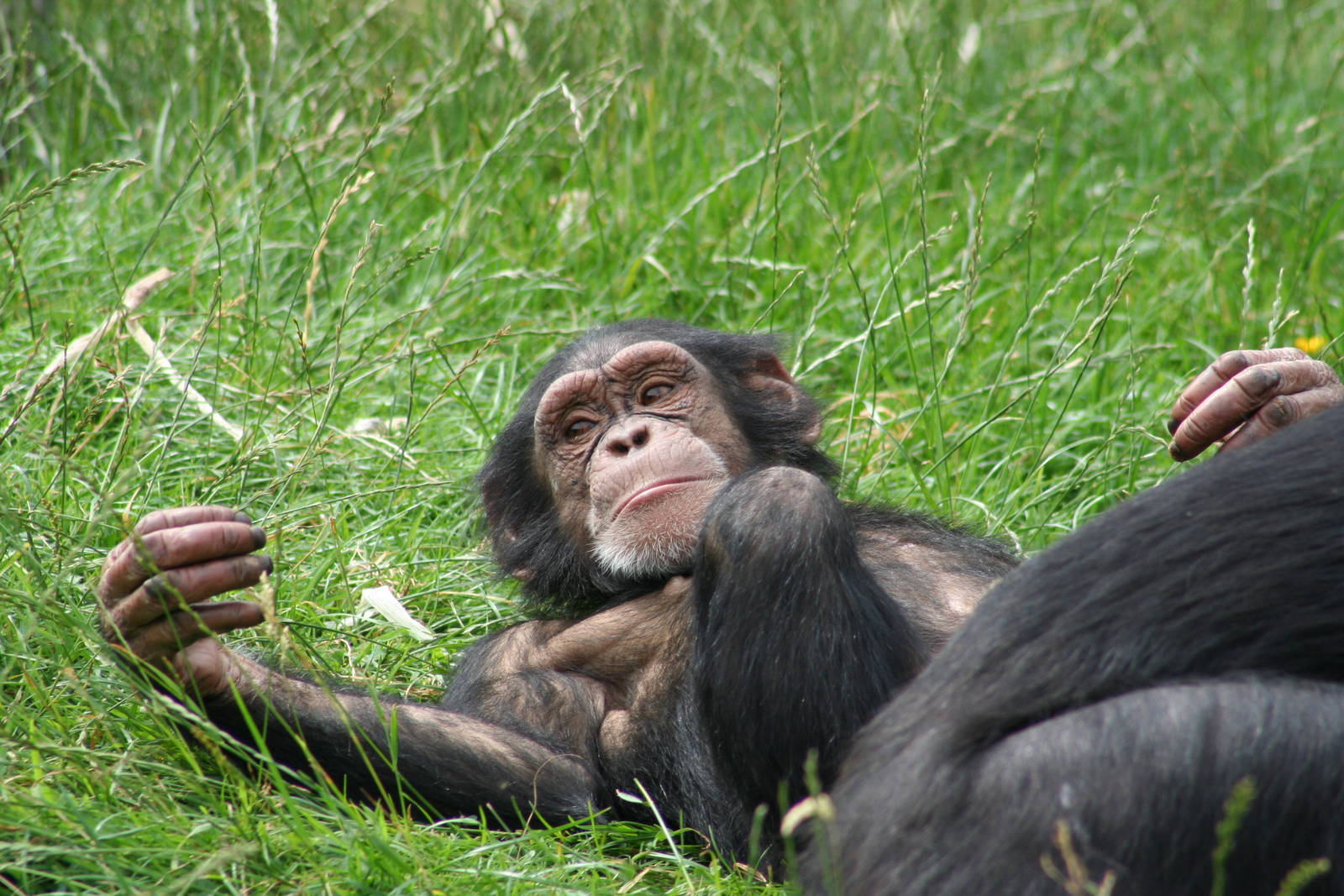 Chimpanzee @ Chester; 17.07.10