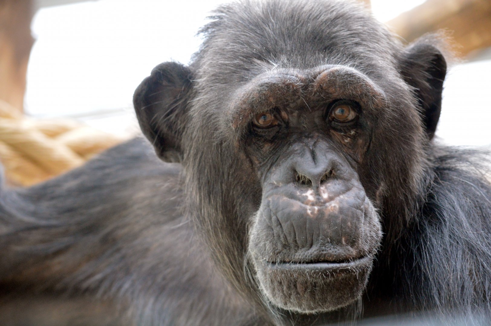 Chimpanzee 'Chita'